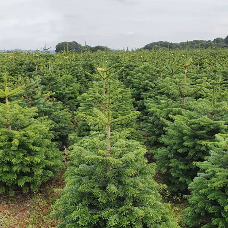 Weihnachtsbaumplantage