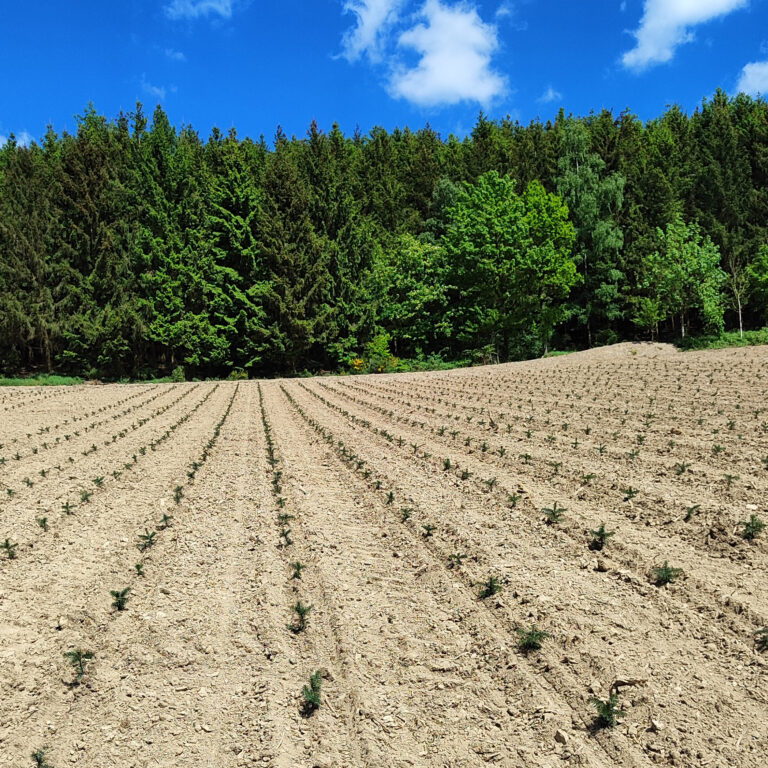 Nordmanntanne Winkelmann